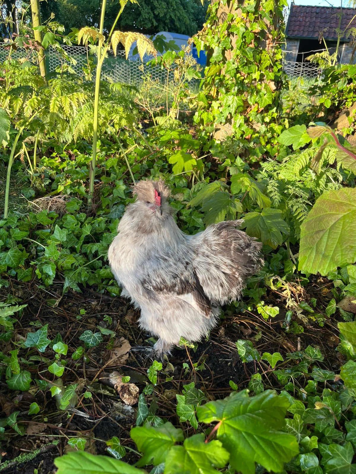 Zijdehoender haan, Dieren en Toebehoren, Mannelijk, Kip