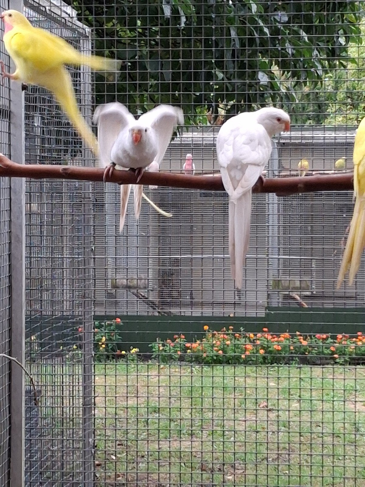 Te koop prinsessen of wales, Dieren en Toebehoren, Meerdere dieren, Parkiet, Geringd