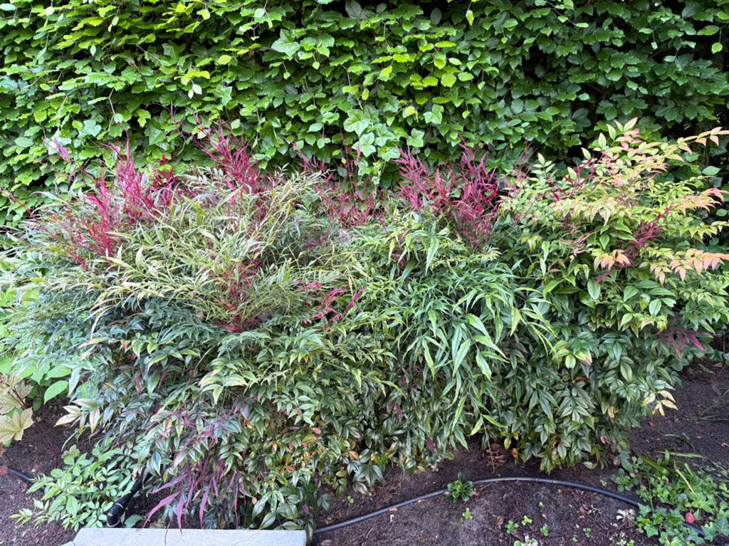 3 Prachtige hemelse Bamboe., Tuin en Terras, Ophalen of Verzenden, Bloeit niet, Halfschaduw, Overige soorten