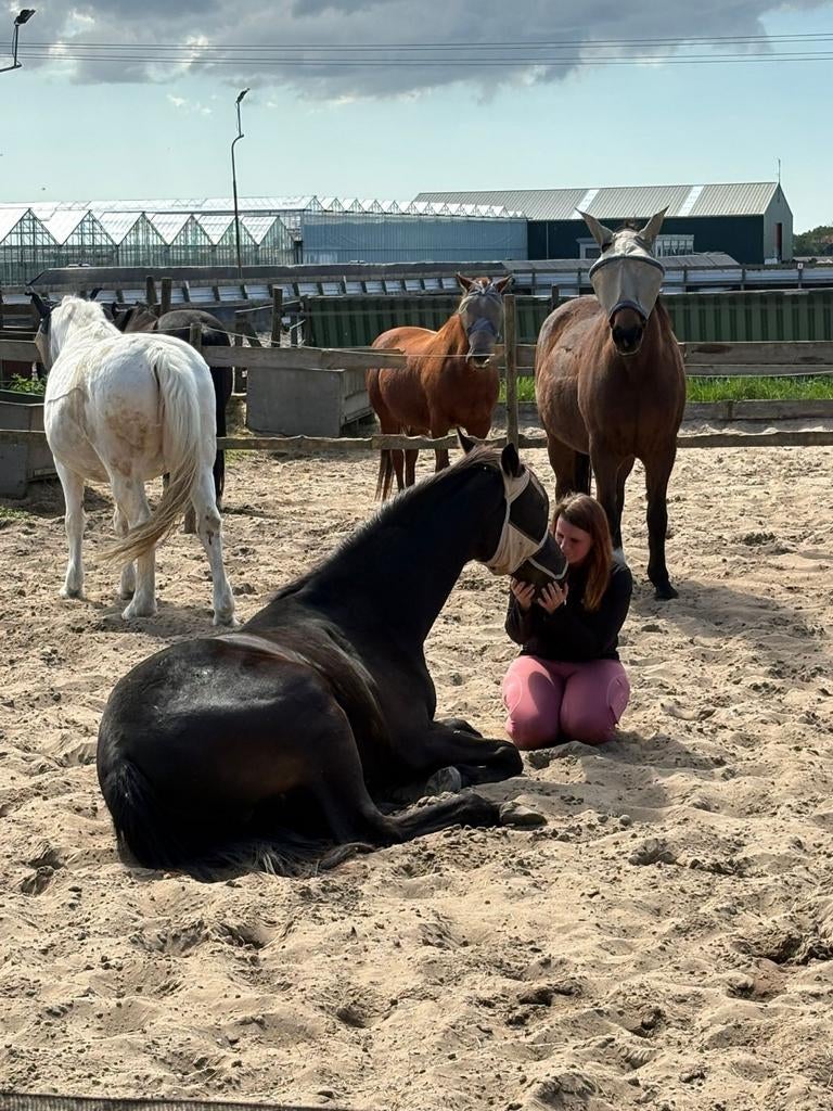 Stalling en weidegang gezocht, Dieren en Toebehoren, Weidegang