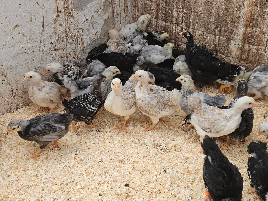 Verschillende kleuren wyandotte kriel kuikens, Dieren en Toebehoren, Pluimvee, Meerdere dieren, Kip