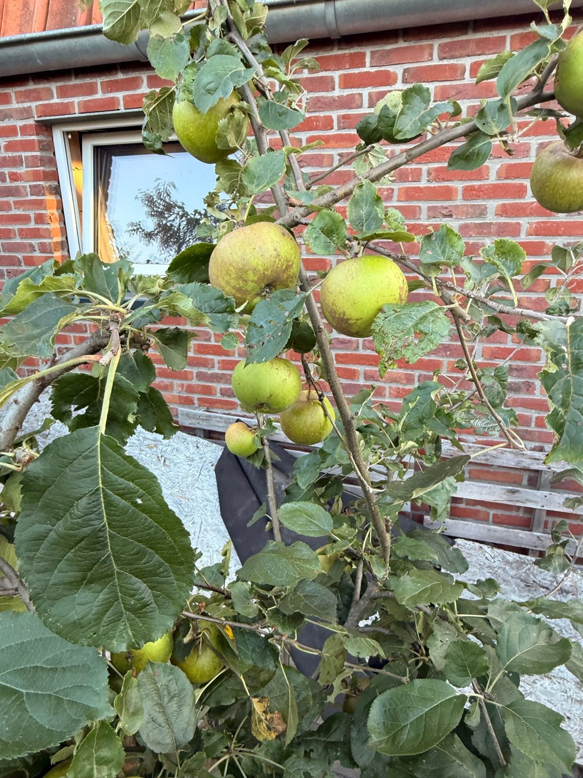 Goudrenet appelboom 2,5 meter hoog, Tuin en Terras, Planten | Fruitbomen, Ophalen, 250 tot 400 cm, Appelboom