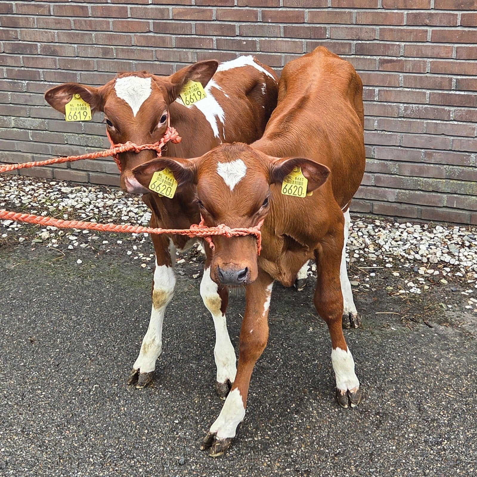 Mooi spannetje roodbonte Hf vaarskalveren, Dieren en Toebehoren, Runderen, Vrouwelijk, 0 tot 2 jaar