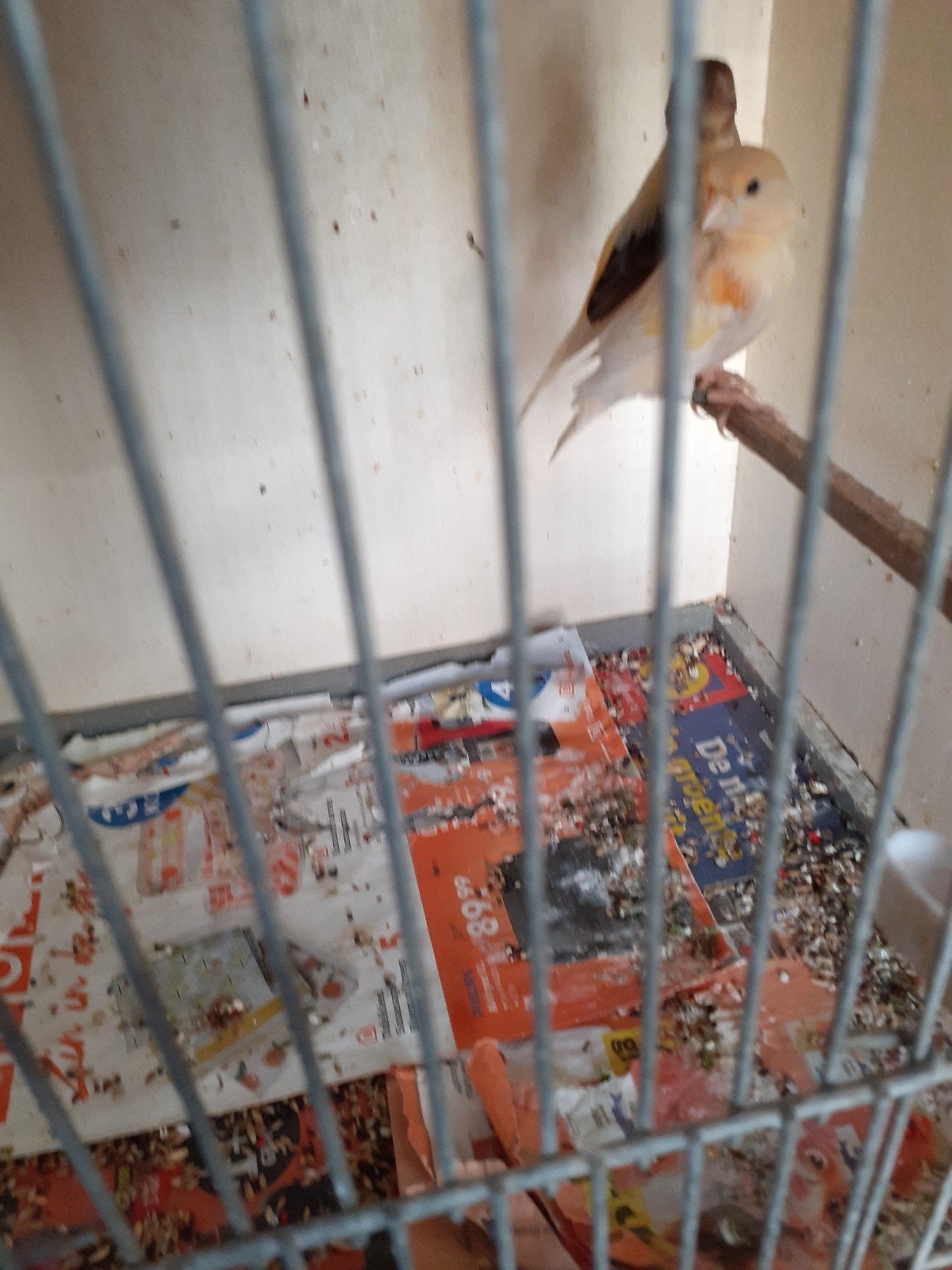 5 harlekijn kanarie.s geringd 2026, Meerdere dieren, Kleurkanarie