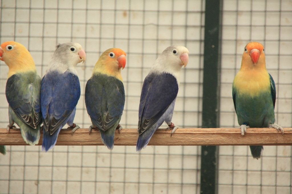 Fischeries, 20 stuks, Meerdere dieren, Dwergpapegaai of Agapornis, Geringd