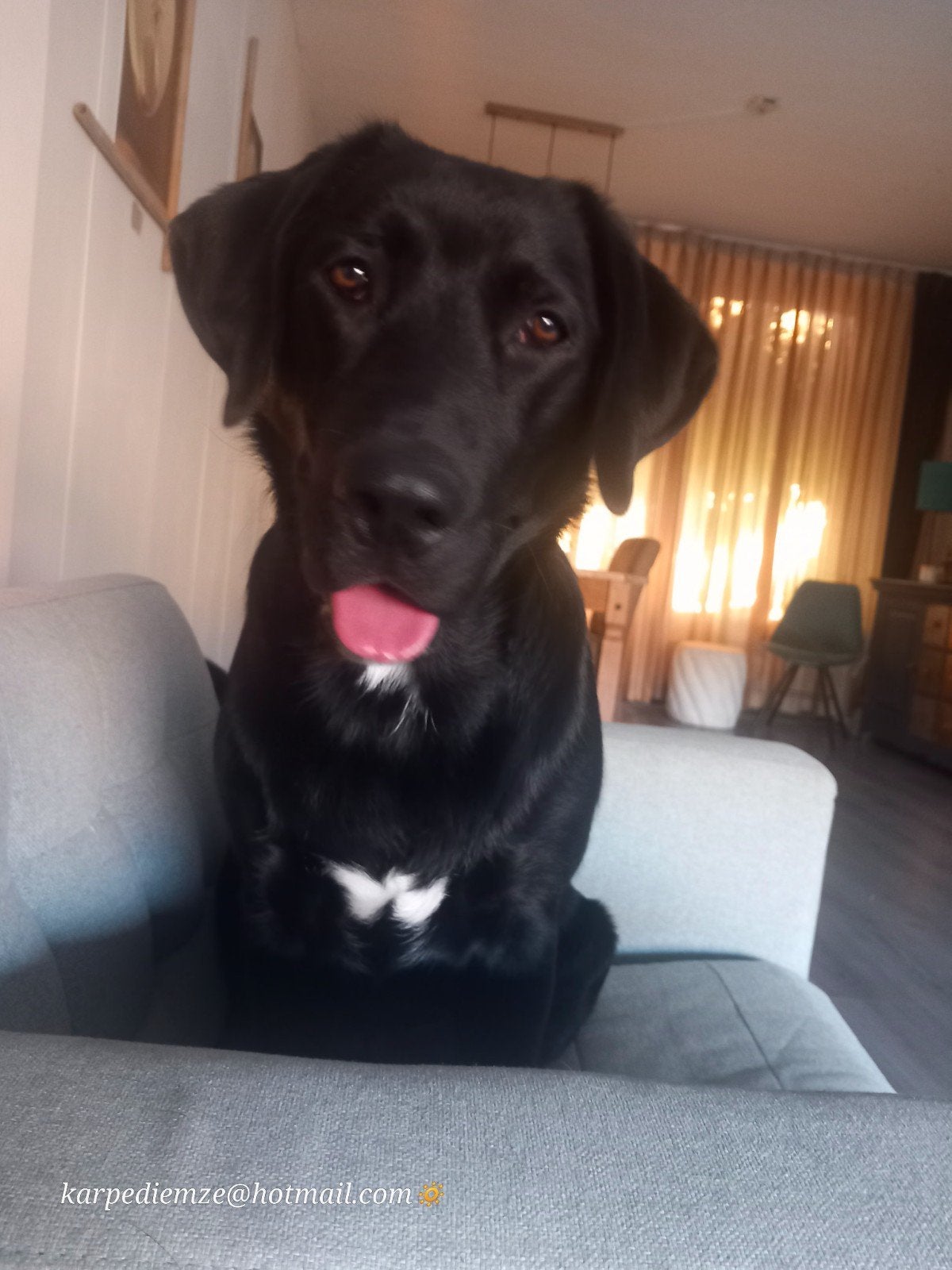 3 luik !, 15 weken tot 1 jaar, Teef, Eén hond, Nederland