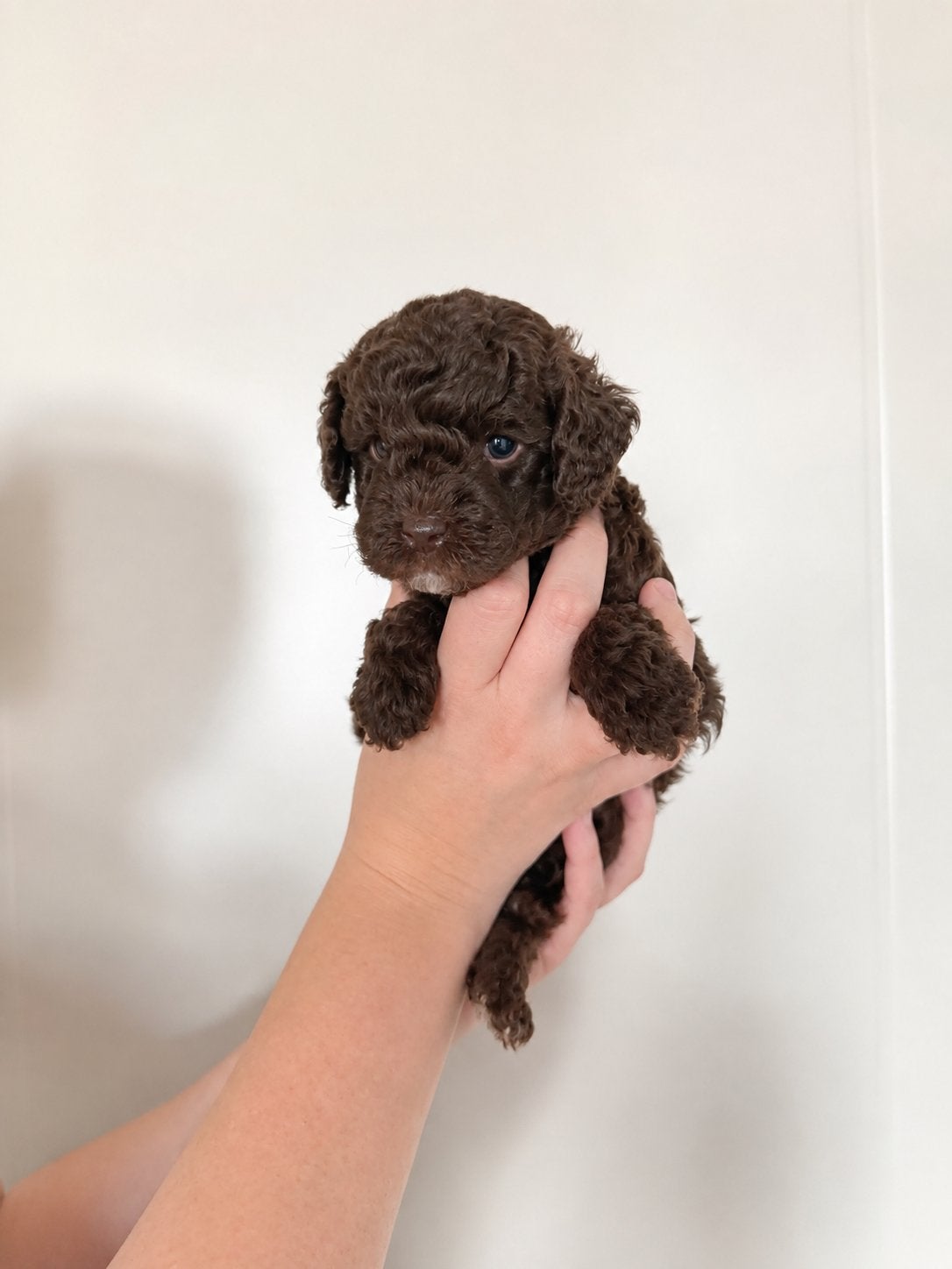 Prachige mini labradoodle (donkere choco)( poedel / doodle ), Parvo, Overige rassen, 8 tot 15 weken, Teef