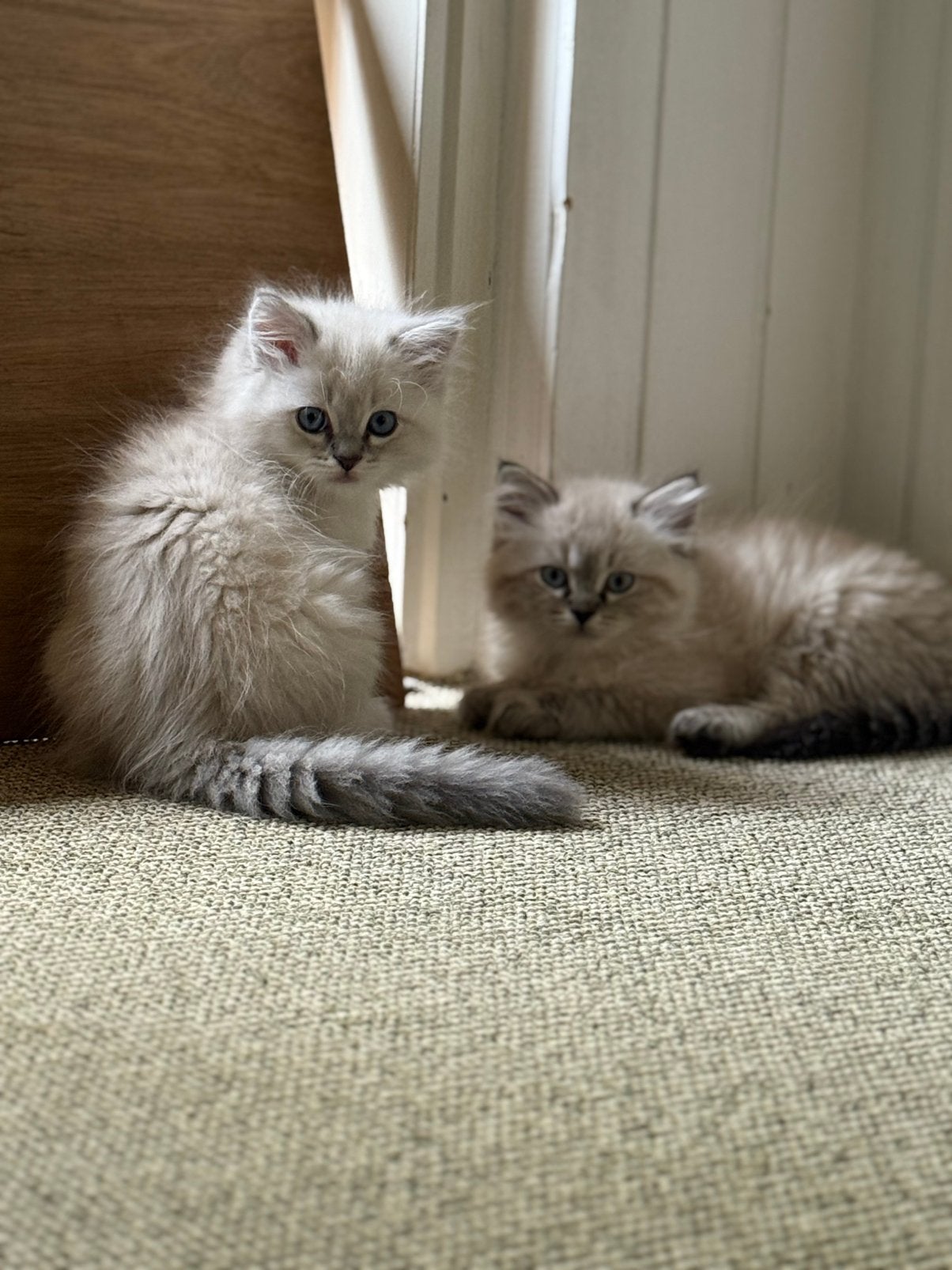 Brits langhaar x sibirische boskat kittens, Meerdere dieren