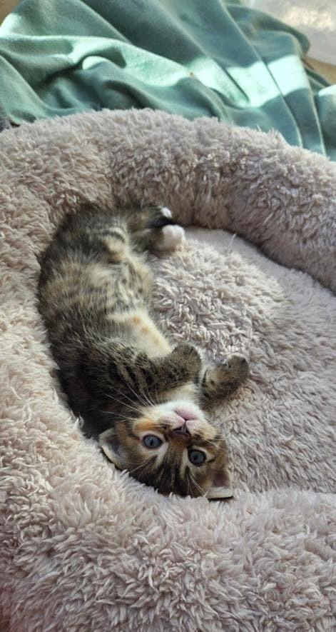 Super mooie lieve kitten te koop, Meerdere dieren