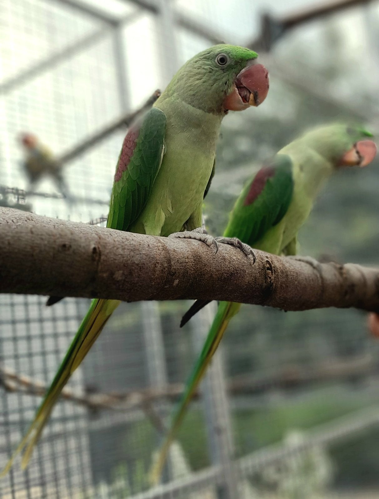 Alexander parkiet, Dieren en Toebehoren, Vogels | Parkieten en Papegaaien, Meerdere dieren, Parkiet