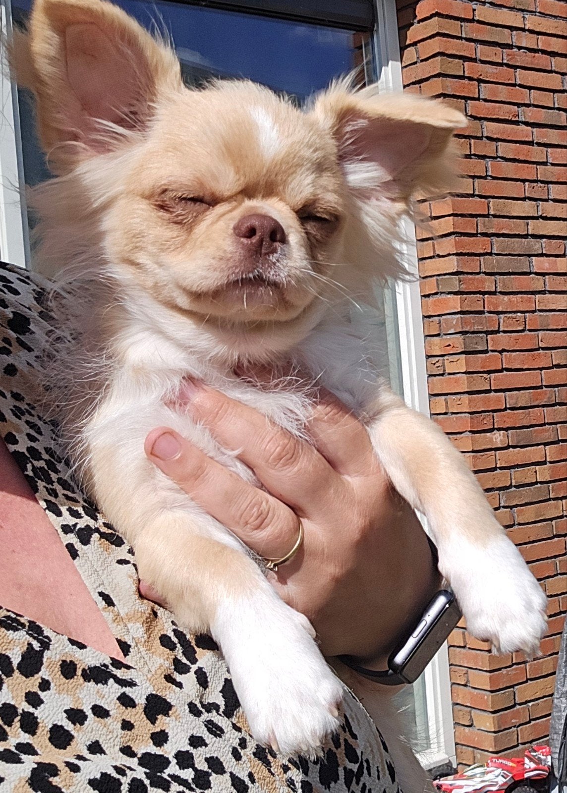 super lieve knappe chihuahua reu 5 maanden oud, Dieren en Toebehoren, Honden | Chihuahua's en Gezelschapshonden, Parvo, 15 weken tot 1 jaar