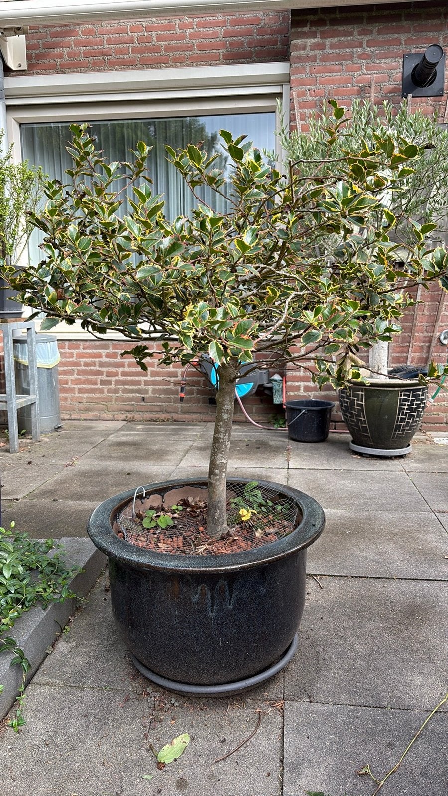 Hulst in pot - Ilex aquifolium 'Argentea Marginata', Vaste plant, Bloeit niet, Halfschaduw, Ophalen