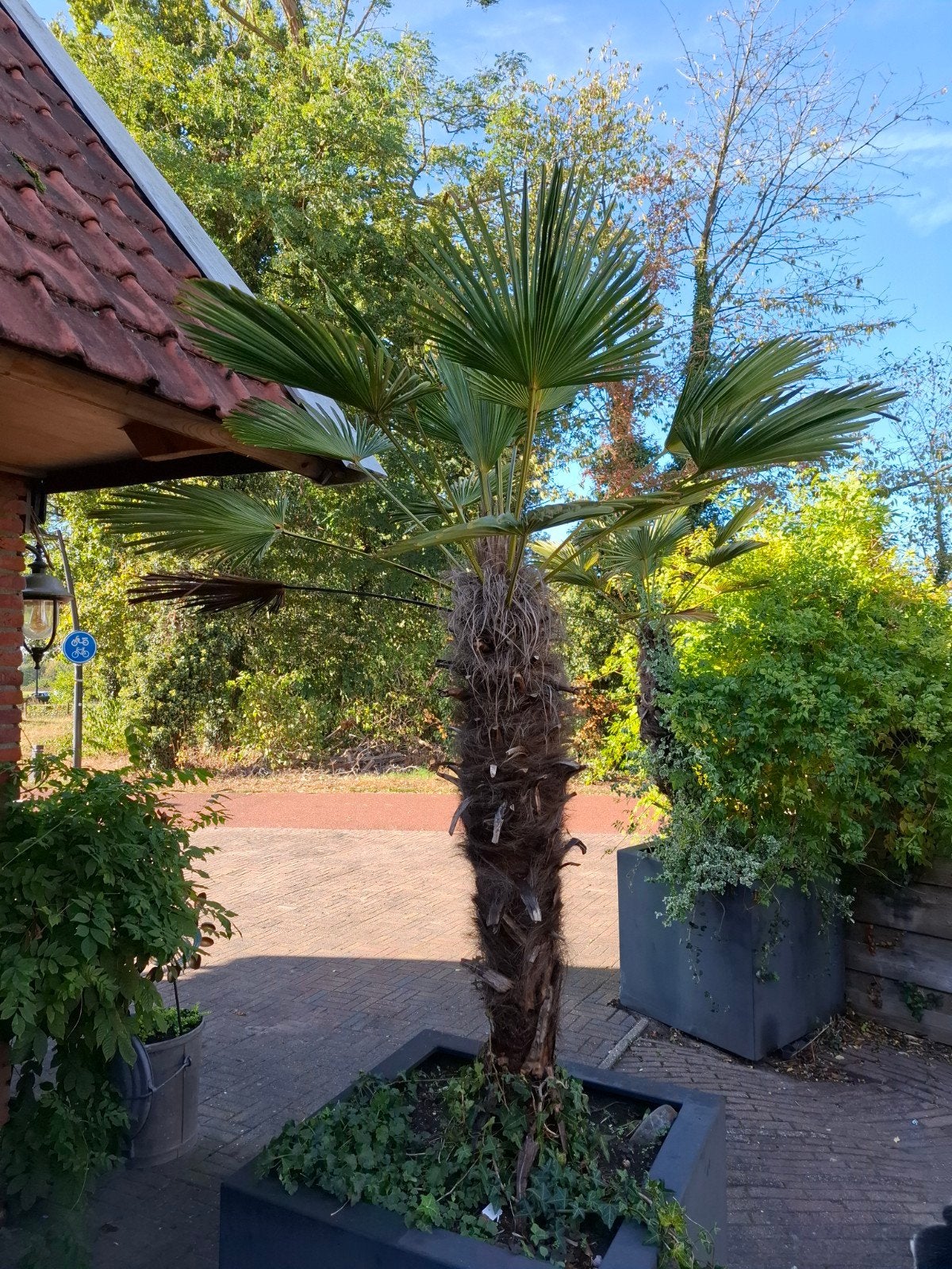 2 palmbomen 150 cm, Tuin en Terras, 100 tot 250 cm, Zomer, Palmboom, Ophalen