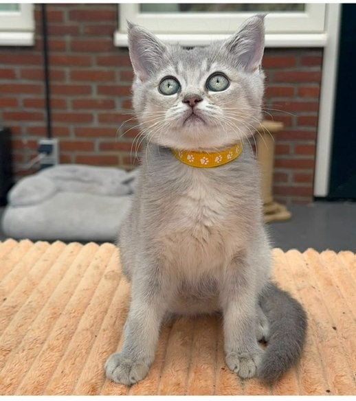 (Nog 1 over!!) Raszuivere Britse Korthaar Kittens Bluepoint, Dieren en Toebehoren, Katten en Kittens | Raskatten | Korthaar, Meerdere dieren