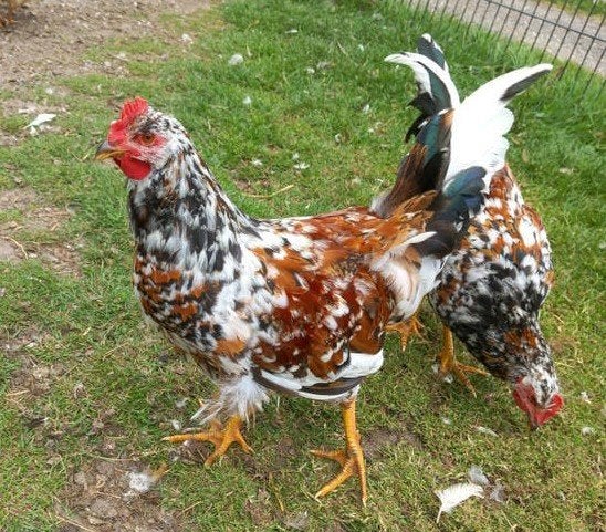 Zweedse Bloemkip haan, Dieren en Toebehoren, Pluimvee, Mannelijk, Kip