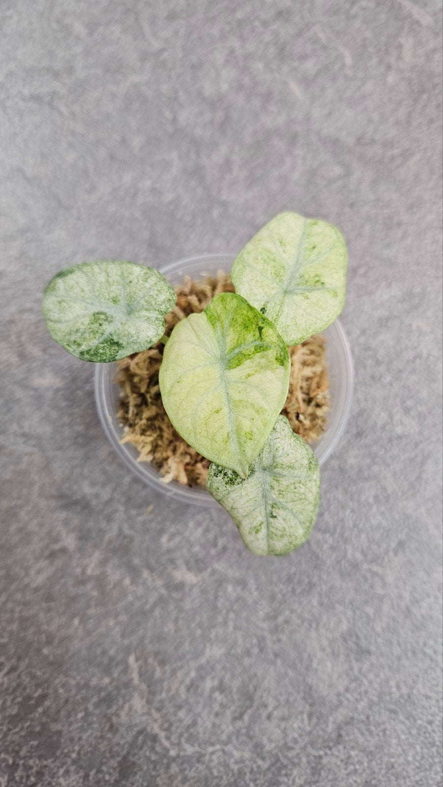 Alocasia Ninja Tricolor Variegata, Ophalen of Verzenden, Halfschaduw, Minder dan 100 cm