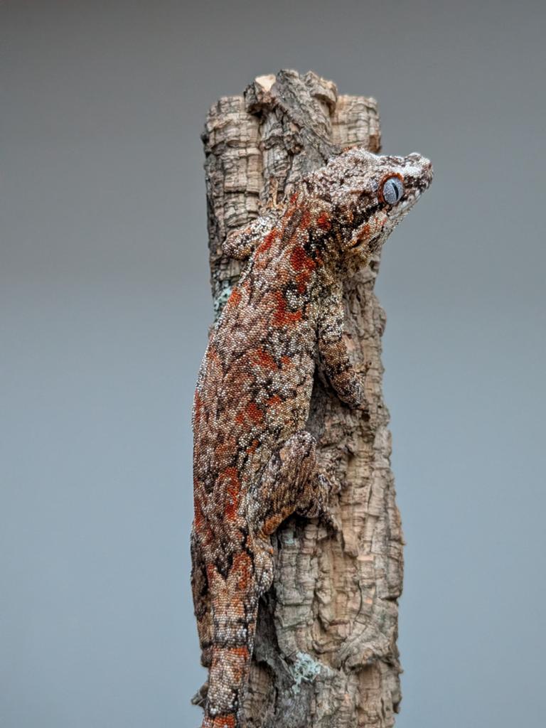 Red blotch gargoyle gecko, Dieren en Toebehoren, Ophalen, Zo goed als nieuw