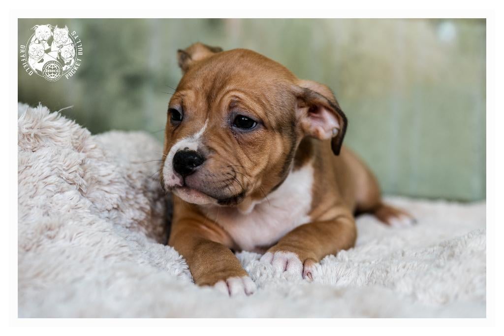 American Bully Pups ( 2 teefjes ) verlaagde prijs, Dieren en Toebehoren, Honden | Bulldogs, Pinschers en Molossers, België, Fokker | Hobbymatig