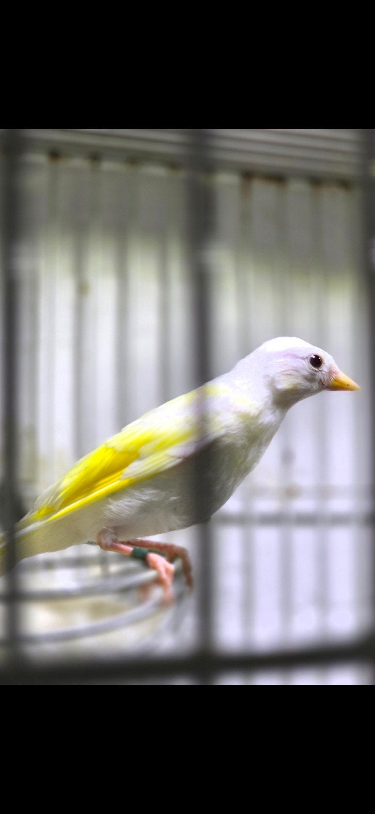 Mooi parva putter wit tekoop 2026, Mannelijk, Wildzangvogel, Geringd