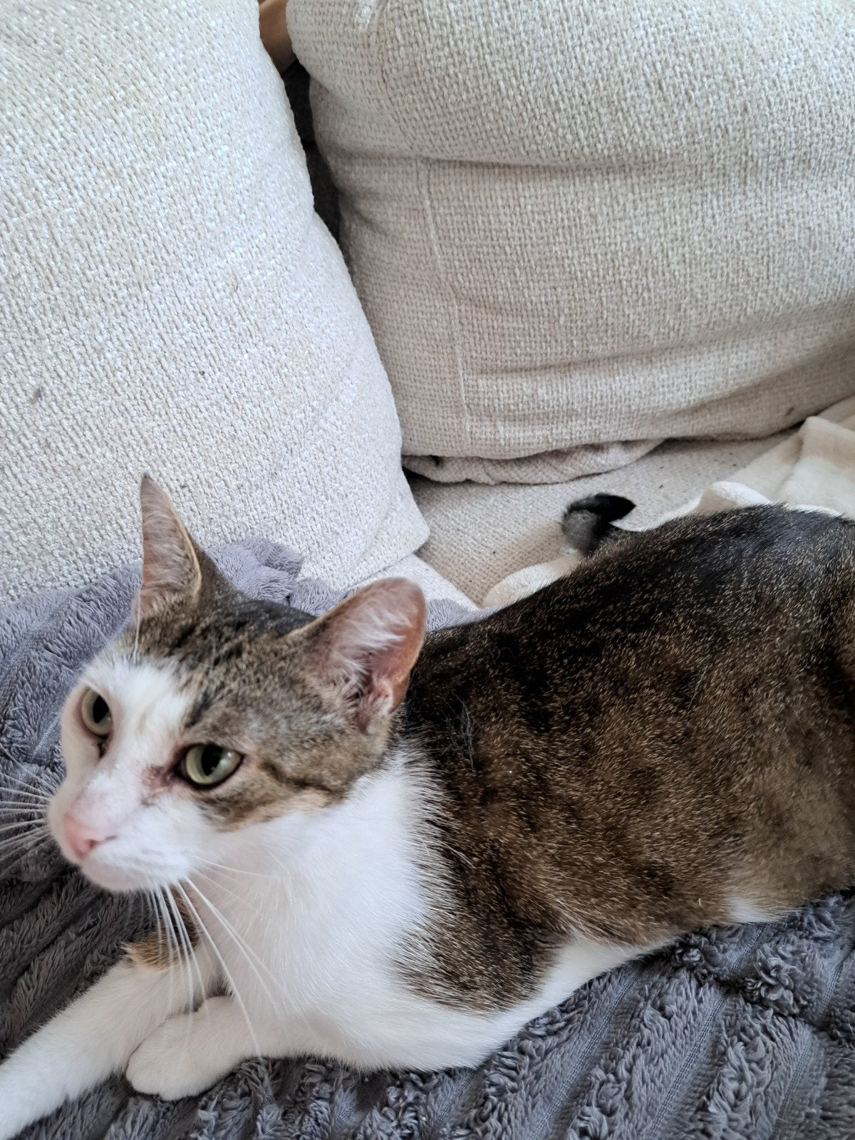 Goud mandje gezocht, lees beschrijving!!, Dieren en Toebehoren, Katten en Kittens | Overige Katten, Kortharig, Poes, 0 tot 2 jaar