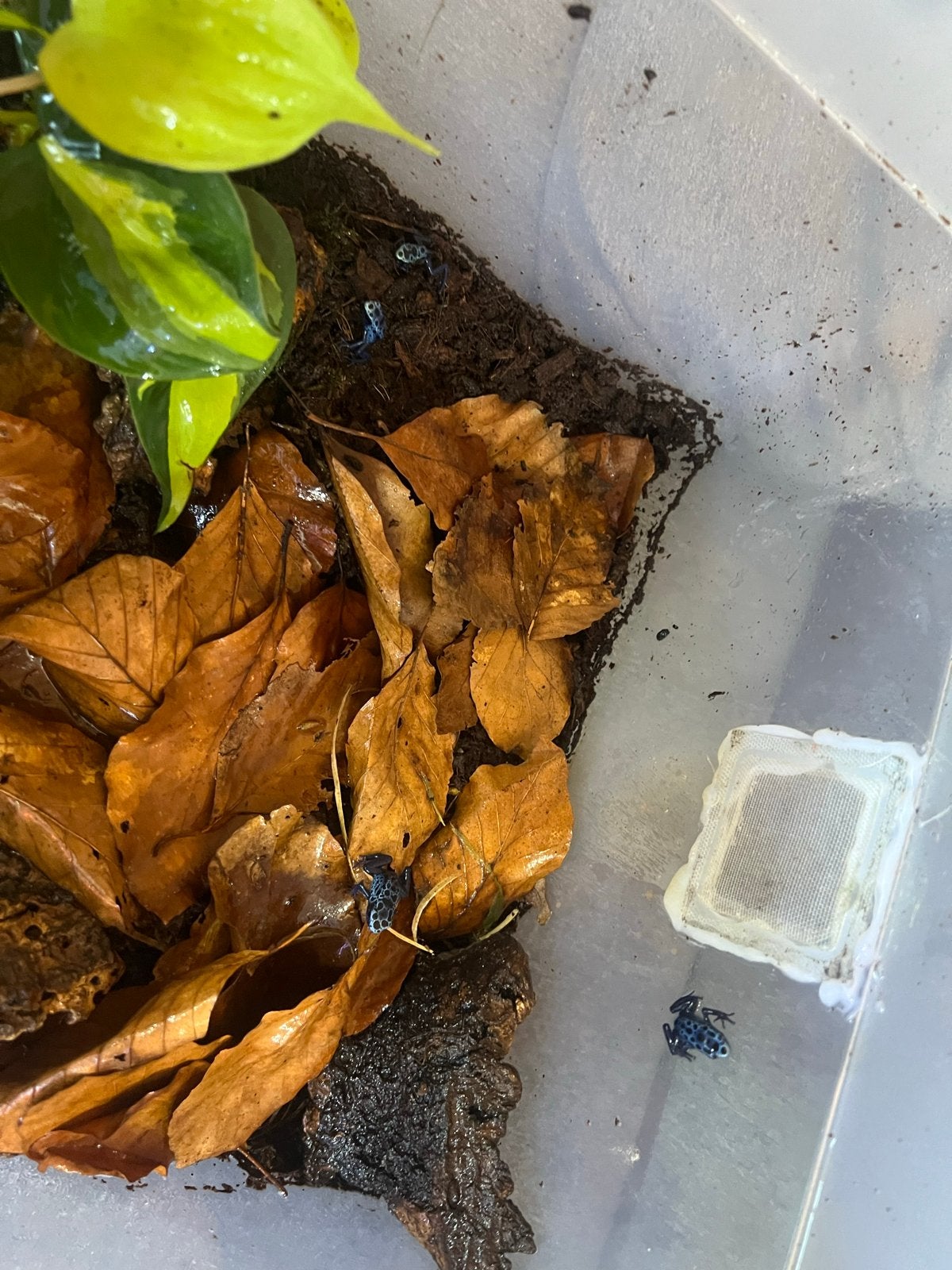 Dendrobates azureus 3 maanden 4st