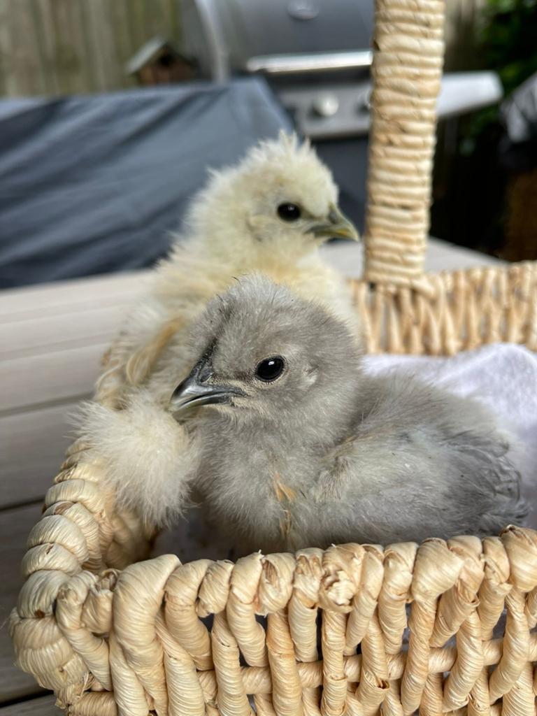 2 zijdehoen krielkuikens, Dieren en Toebehoren, Pluimvee, Geslacht onbekend, Kip