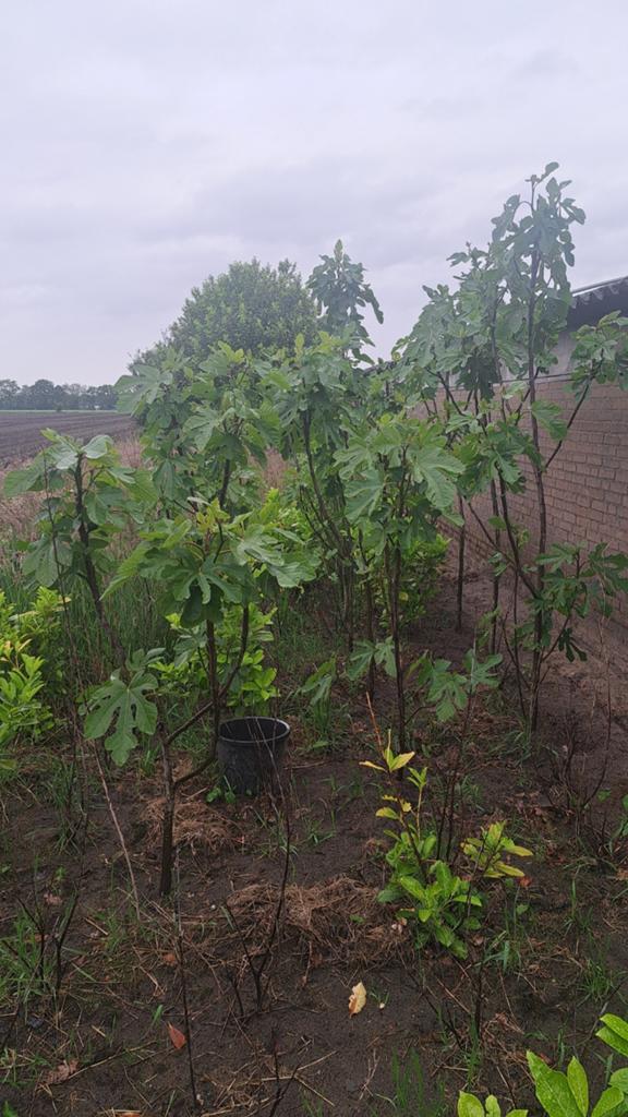 Vijgenbomen - Diverse maten en soorten, Tuin en Terras, Planten | Tuinplanten, Ophalen of Verzenden, Overige soorten, Volle zon