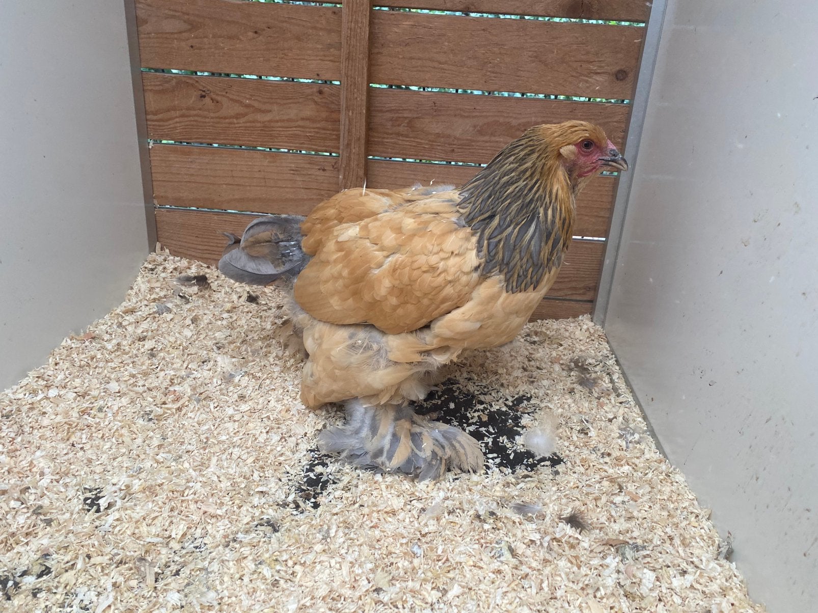 2 brahma buff blauw columbia hennen, Vrouwelijk, Kip