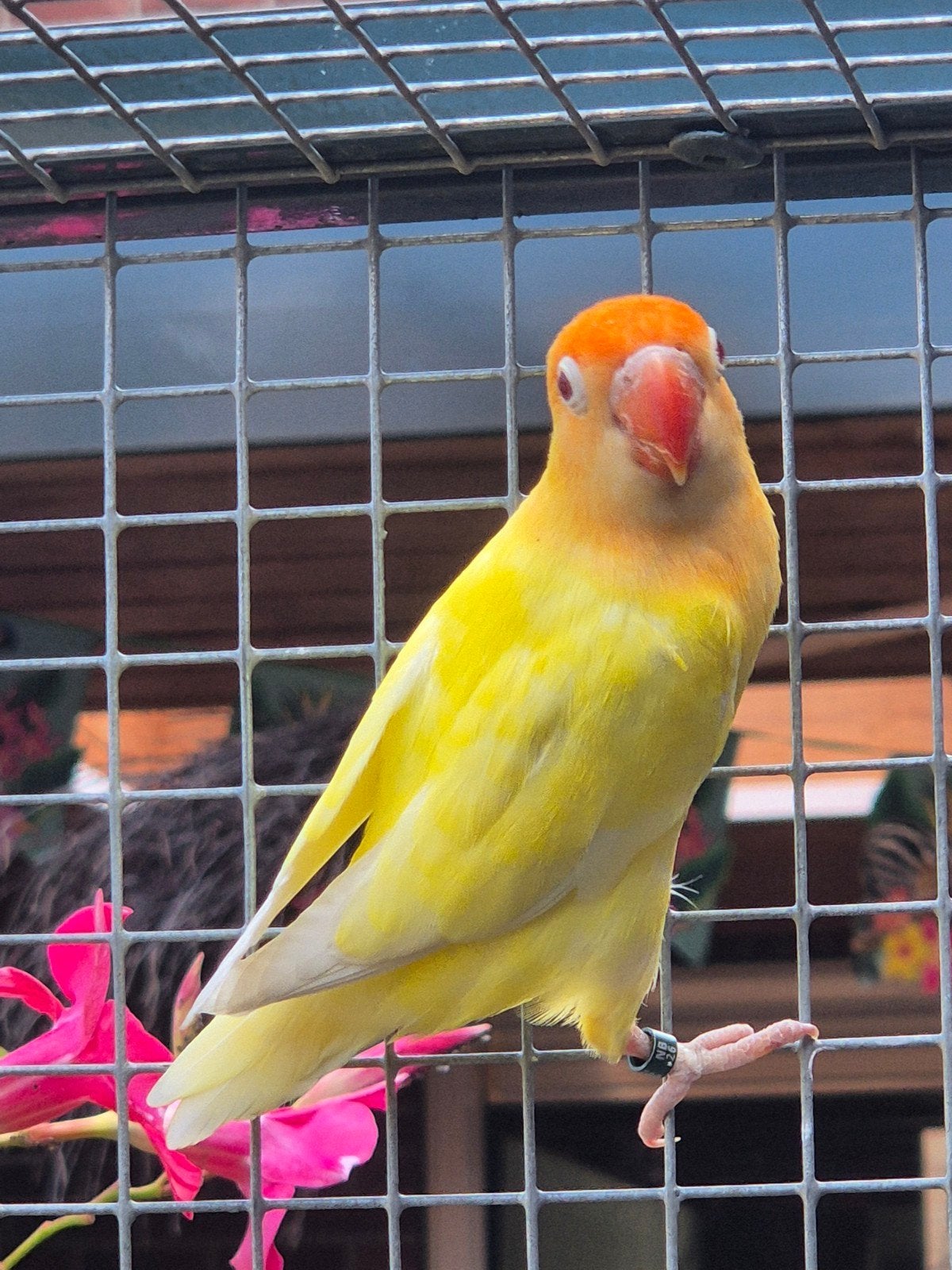 fischeri's, Dieren en Toebehoren, Mannelijk, Dwergpapegaai of Agapornis, Geringd