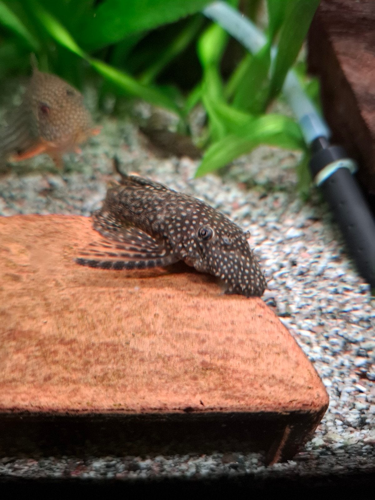Ancistrus vissen, Dieren en Toebehoren, Vissen | Aquariumvissen, Vis