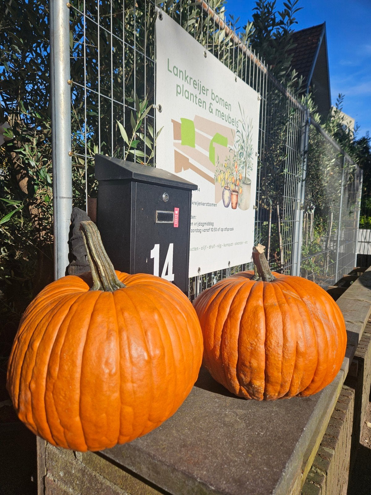 Pompoenen sier of eetbaar - Halloween, Ophalen, Eenjarig, Groenteplanten, Volle zon