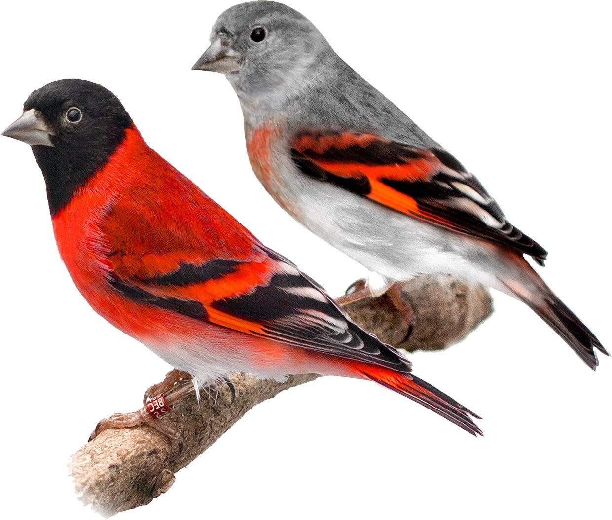 Gezocht : Kapoetsensijzen, Meerdere dieren, Wildzangvogel, Geringd