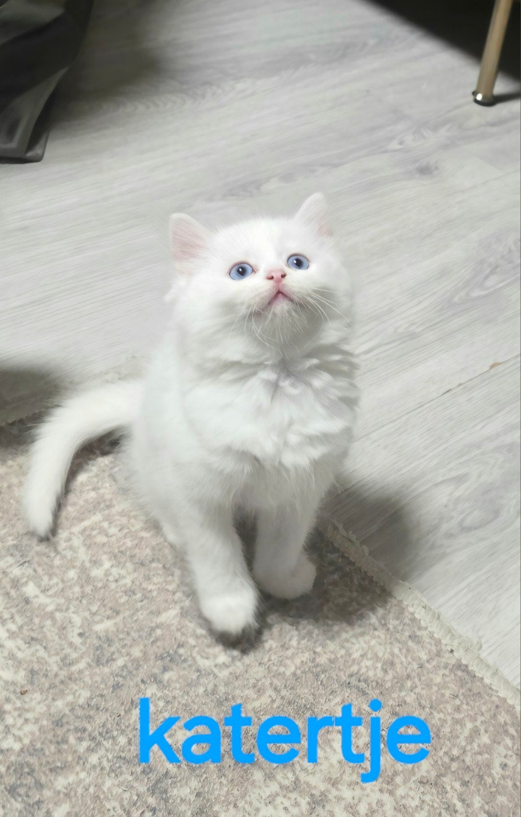 kittens Lilac-witte,Ragdoll  British ️, Meerdere dieren