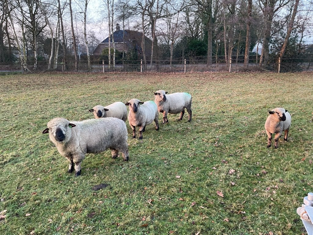 Hampshire down stamboek ram, Mannelijk, Schaap, 0 tot 2 jaar