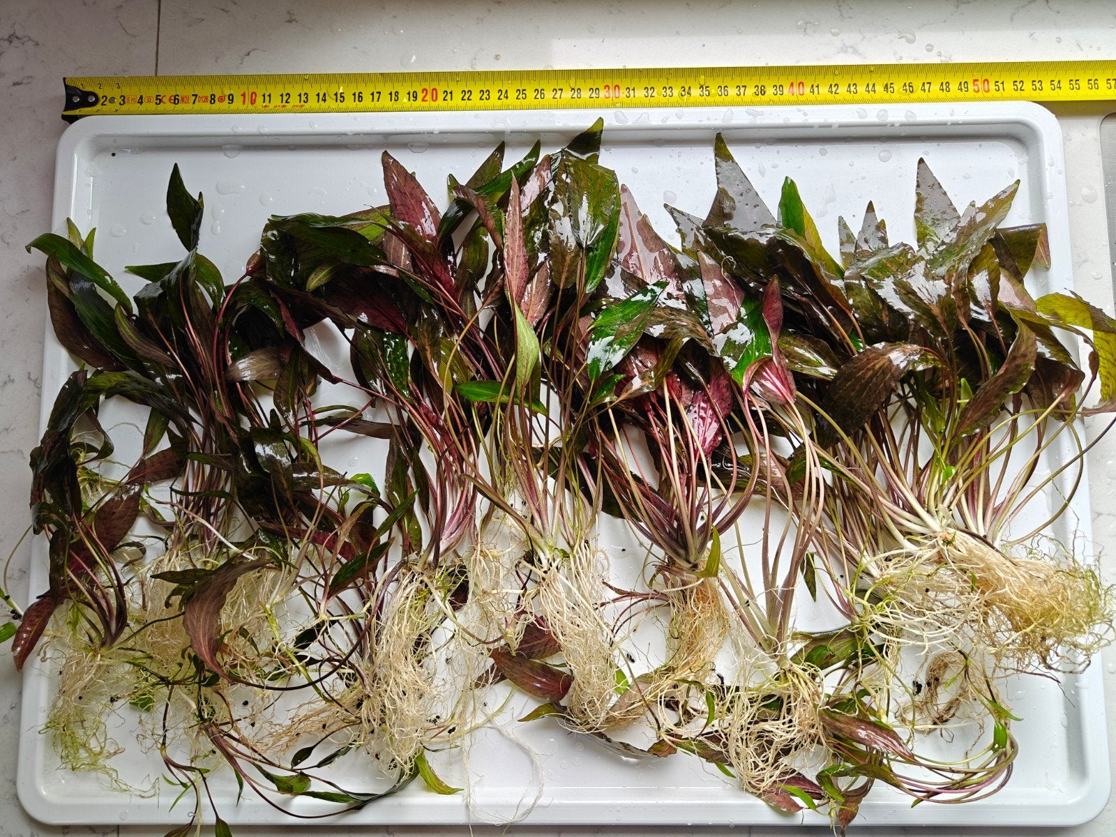 Cryptocoryne nurii var. raubensis 'Rose Maiden', Dieren en Toebehoren, Vissen | Aquaria en Toebehoren, Nieuw, Plant(en), Steen of Hout
