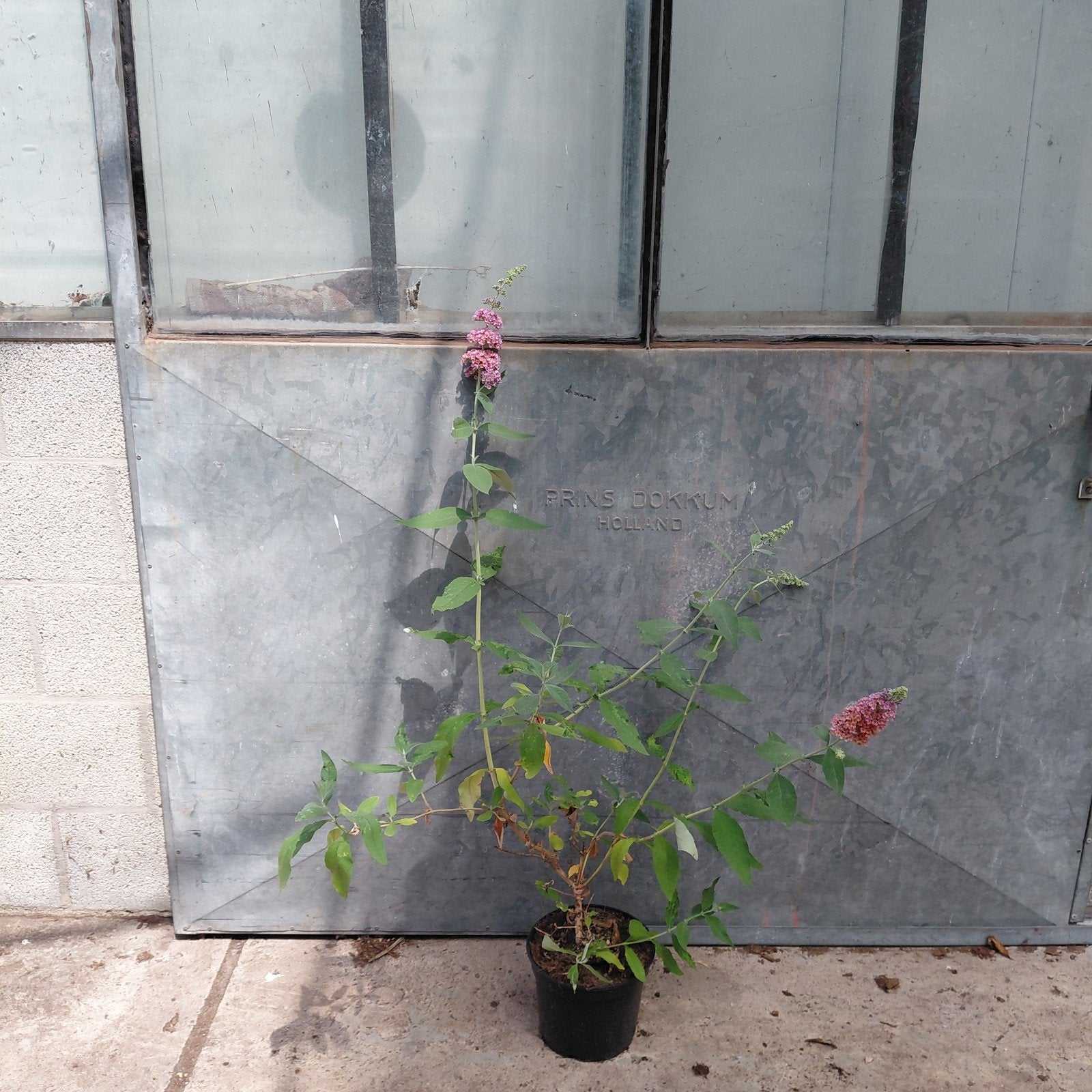 Buddleja 'Flower Power' - Driekleurige Vlinderstruik, Tuin en Terras, Overige soorten, Volle zon, Vaste plant, Ophalen of Verzenden