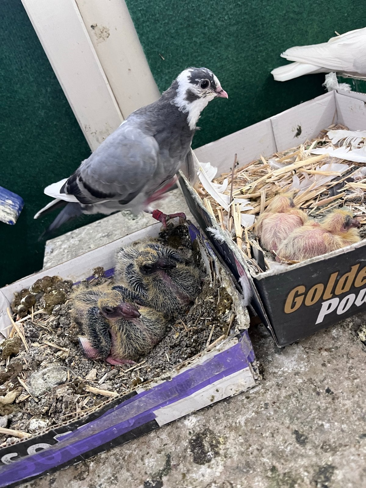 Ik verkoop ze omdat ik geen ruimte heb, Dieren en Toebehoren, Vogels | Duiven, Meerdere dieren, Postduif