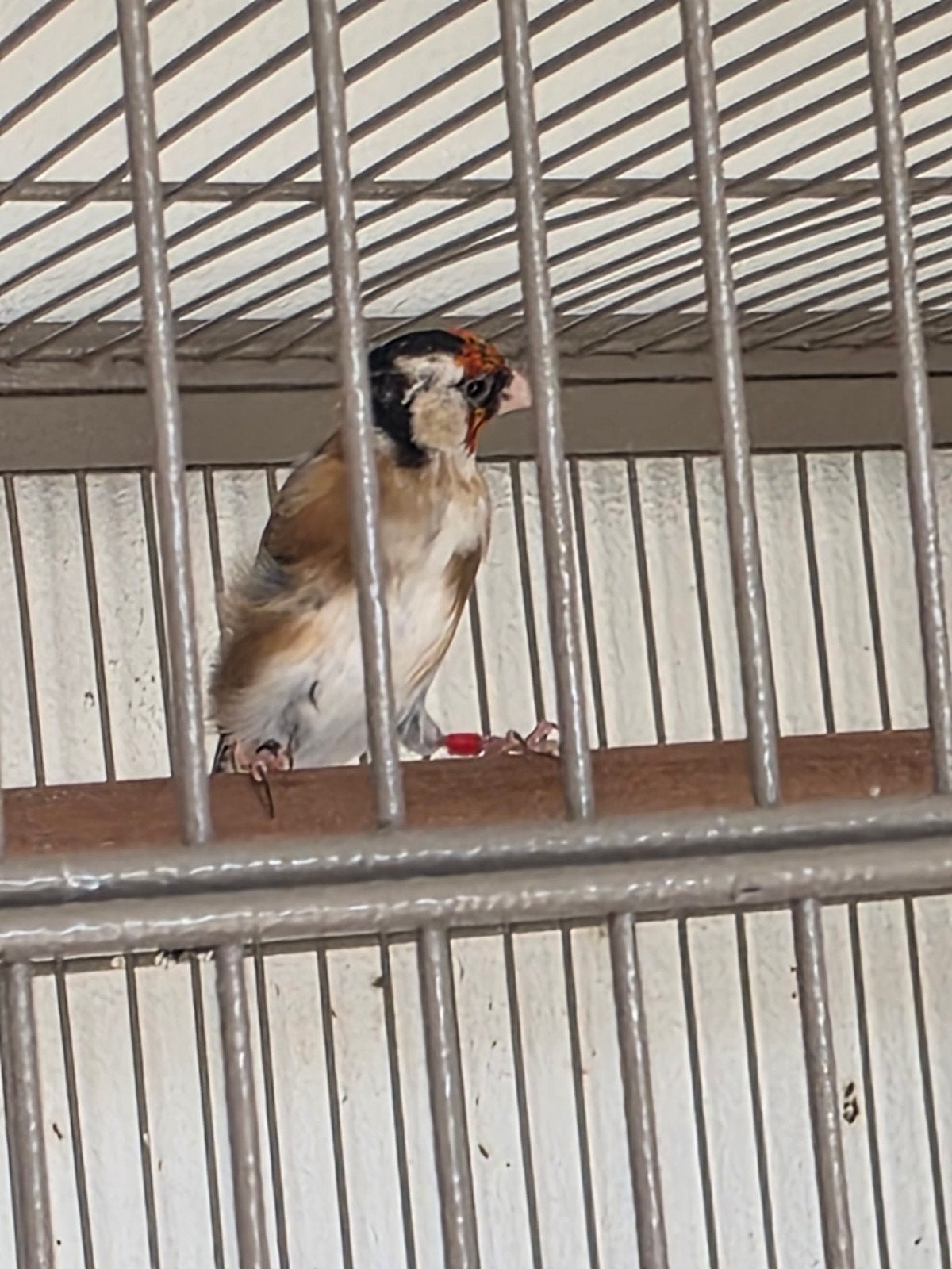 parva putter Pop geringd 2025, Dieren en Toebehoren, Vrouwelijk, Wildzangvogel, Geringd