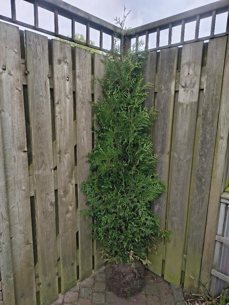 Conifeer Thuja Brabant (5x), Ophalen, Bloeit niet, Overige soorten, Volle zon