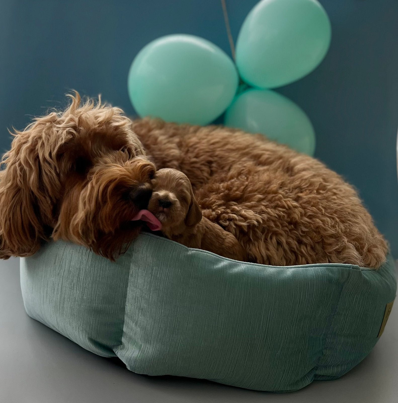 Labradoodle pups medium abrikoos-rood verwacht, Dieren en Toebehoren, Overige rassen, CDV (hondenziekte), 8 tot 15 weken, Meerdere