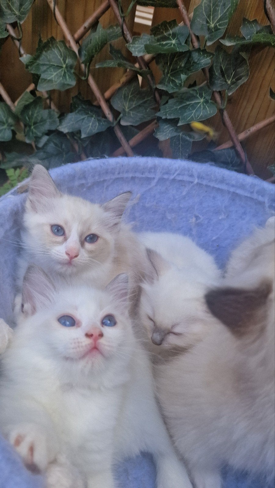 kitten, Meerdere dieren