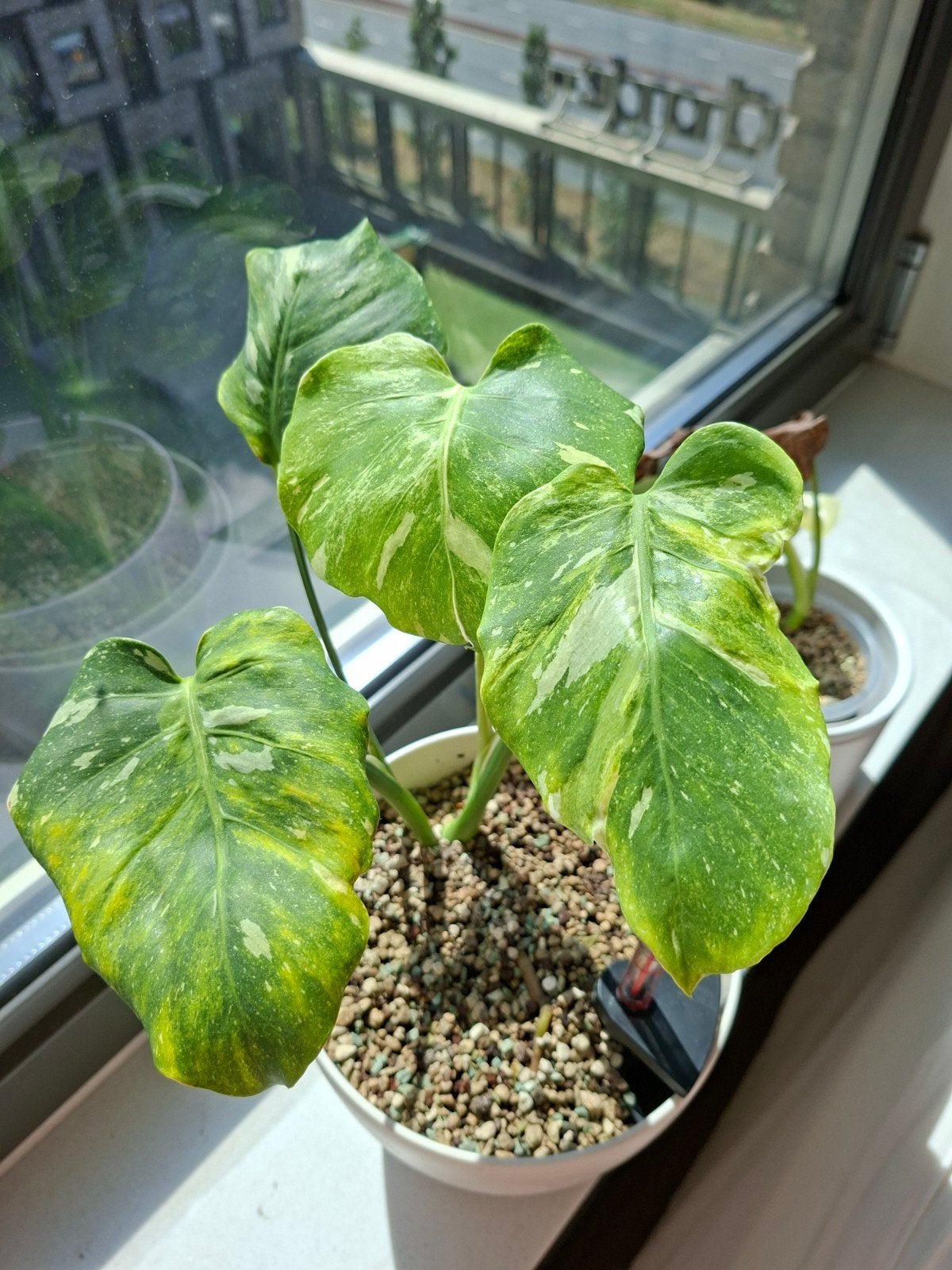 Monstera Thai Tricolor, Ophalen of Verzenden, Halfschaduw, Minder dan 100 cm