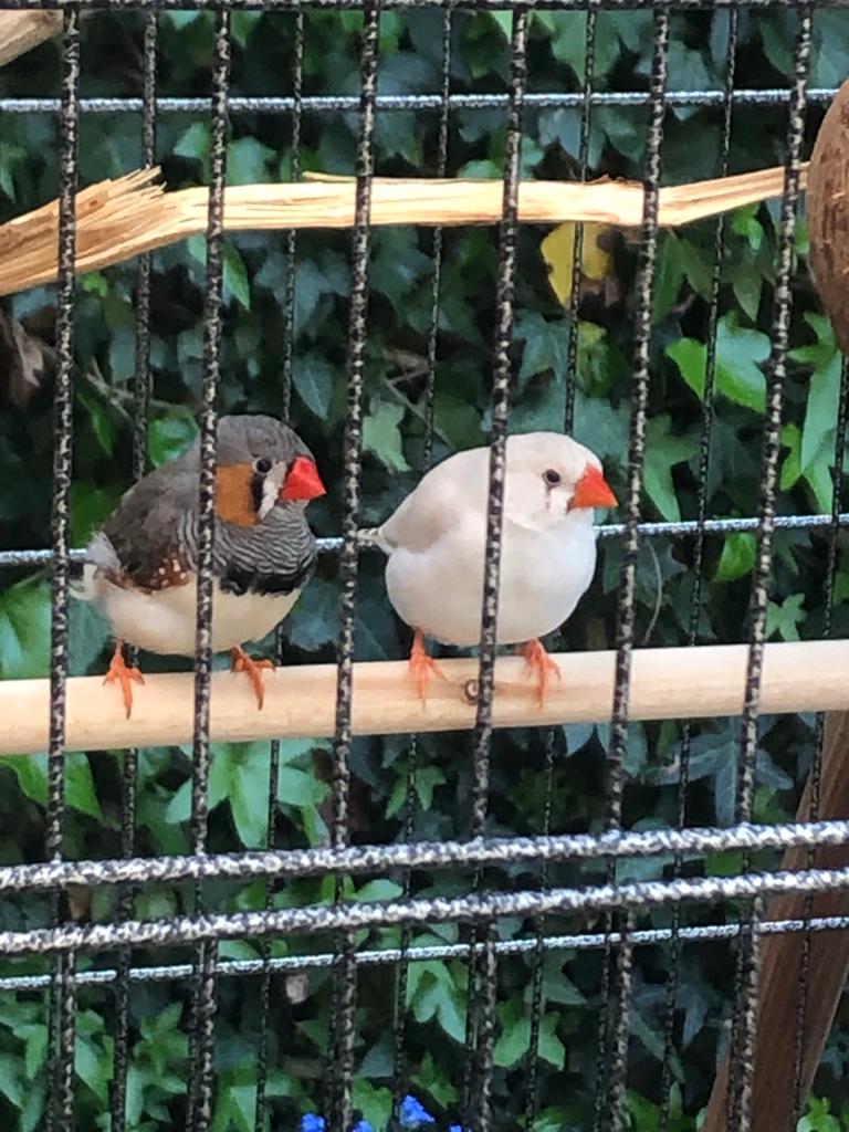 Zebra vink babys te koop, Dieren en Toebehoren, Meerdere dieren, Tropenvogel, Tam