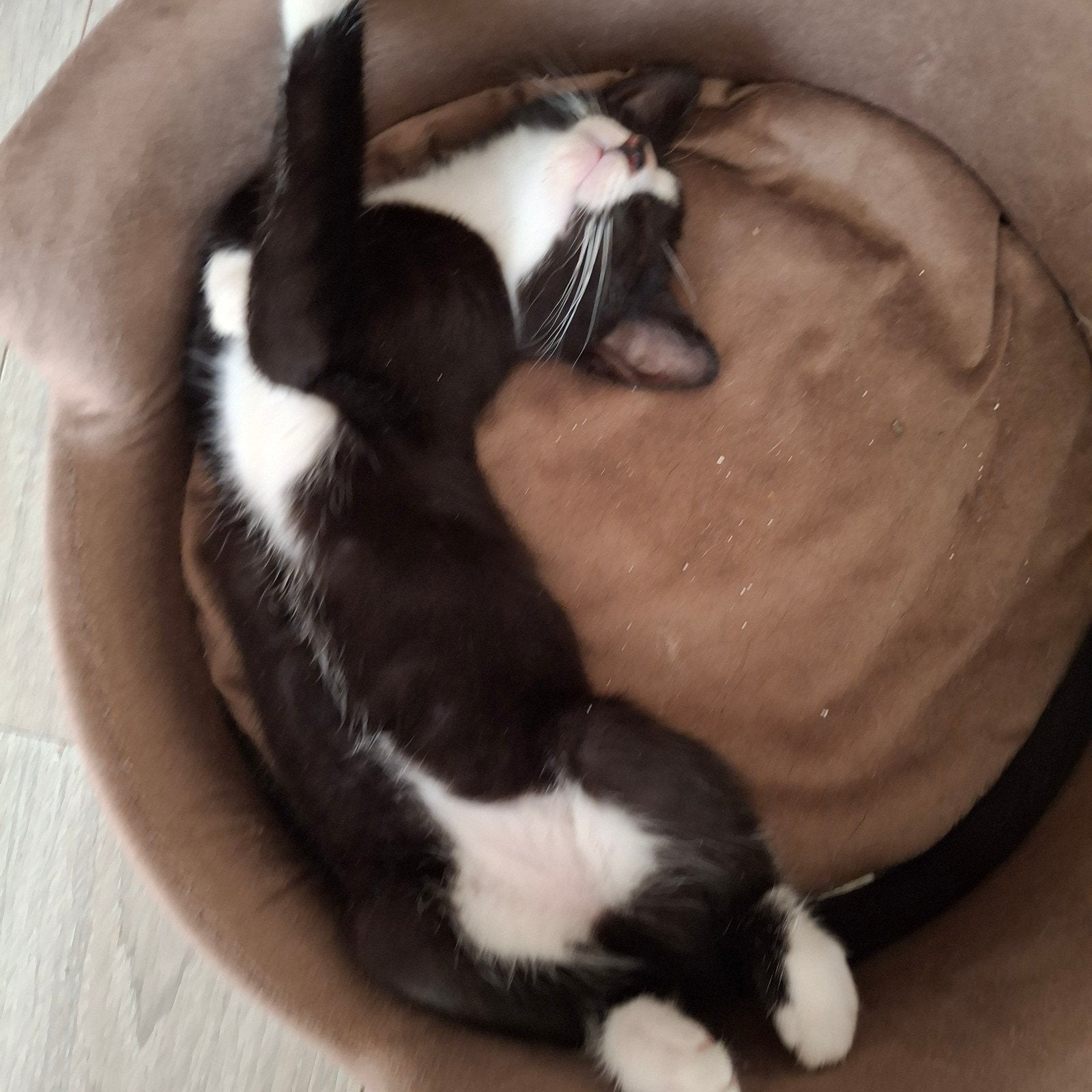 katertjes en Poesje mogen naar hun nieuwe goude mandje 😻