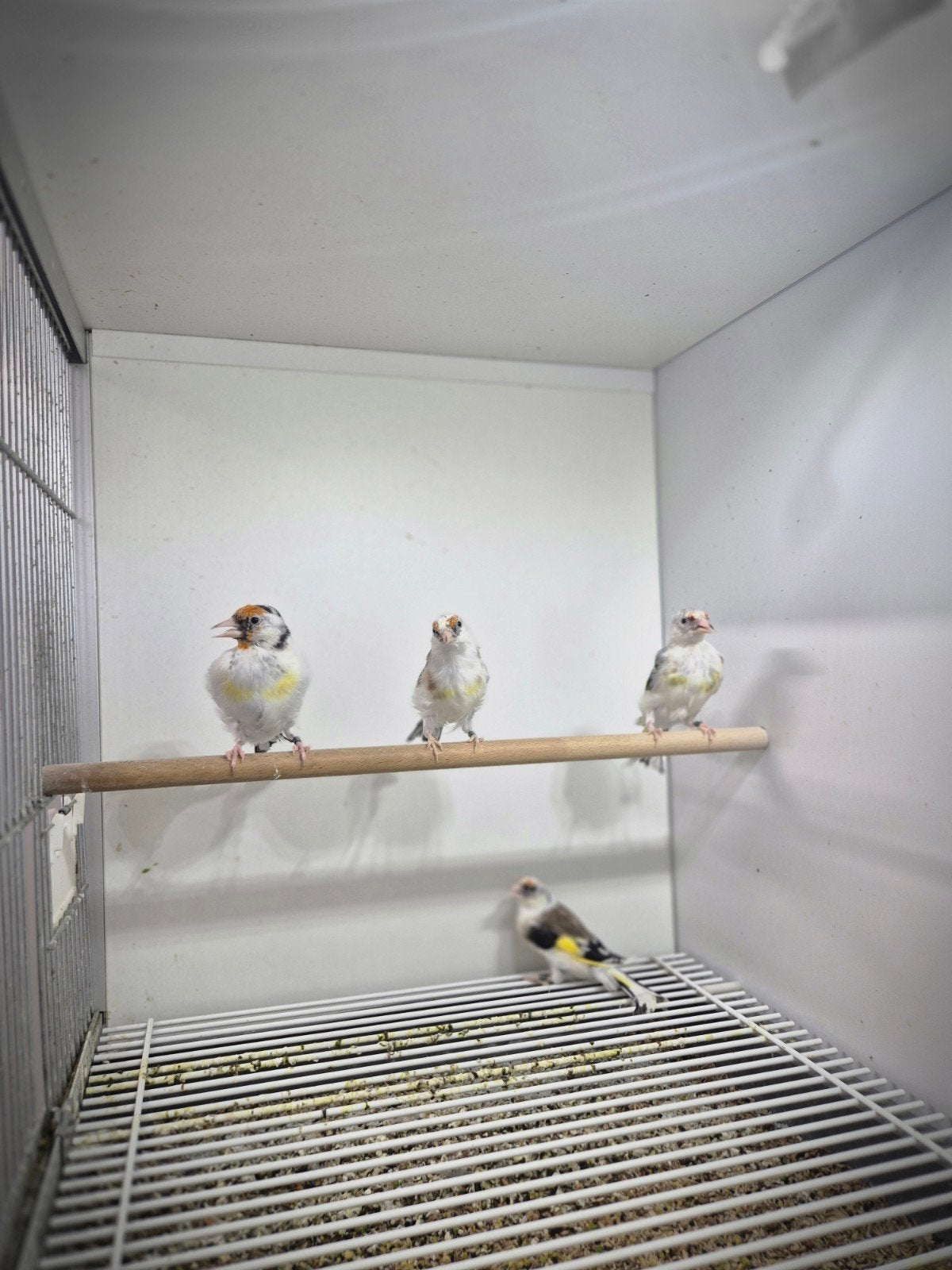 majoor putters, Dieren en Toebehoren, Vogels | Overige Vogels, Meerdere dieren, Wildzangvogel