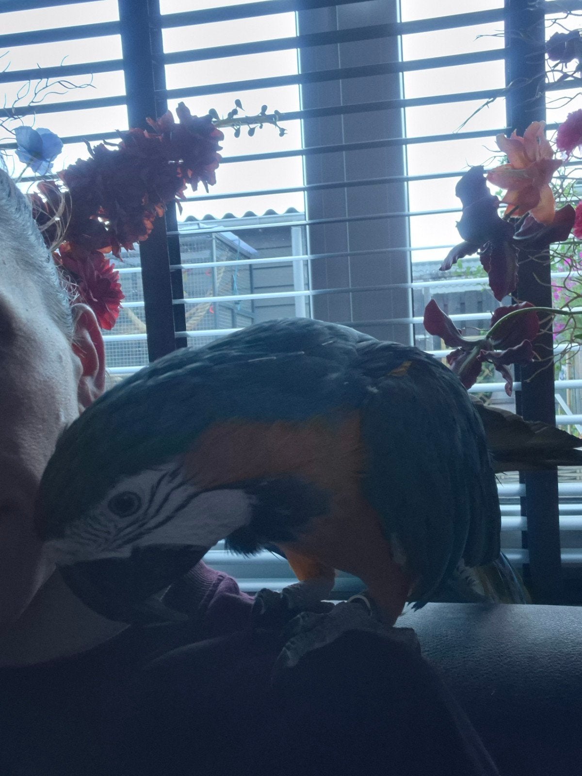 blauw gele ara, Dieren en Toebehoren, Vrouwelijk, Papegaai, Tam
