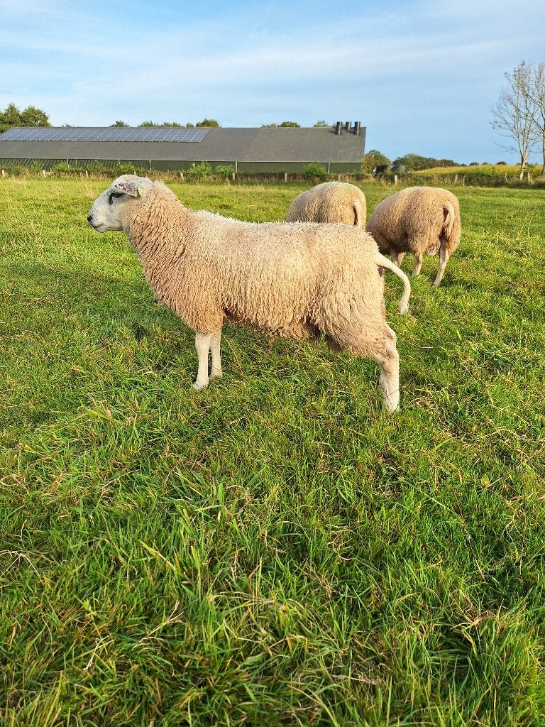 dekrammen, Mannelijk, Schaap, 0 tot 2 jaar