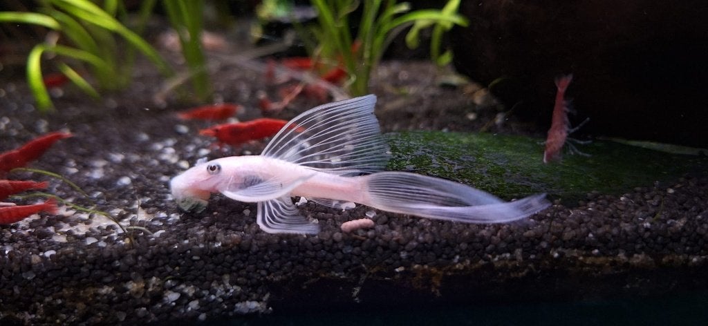 Snow White Longfin Ancistrus L144, Vis, Zoetwatervis