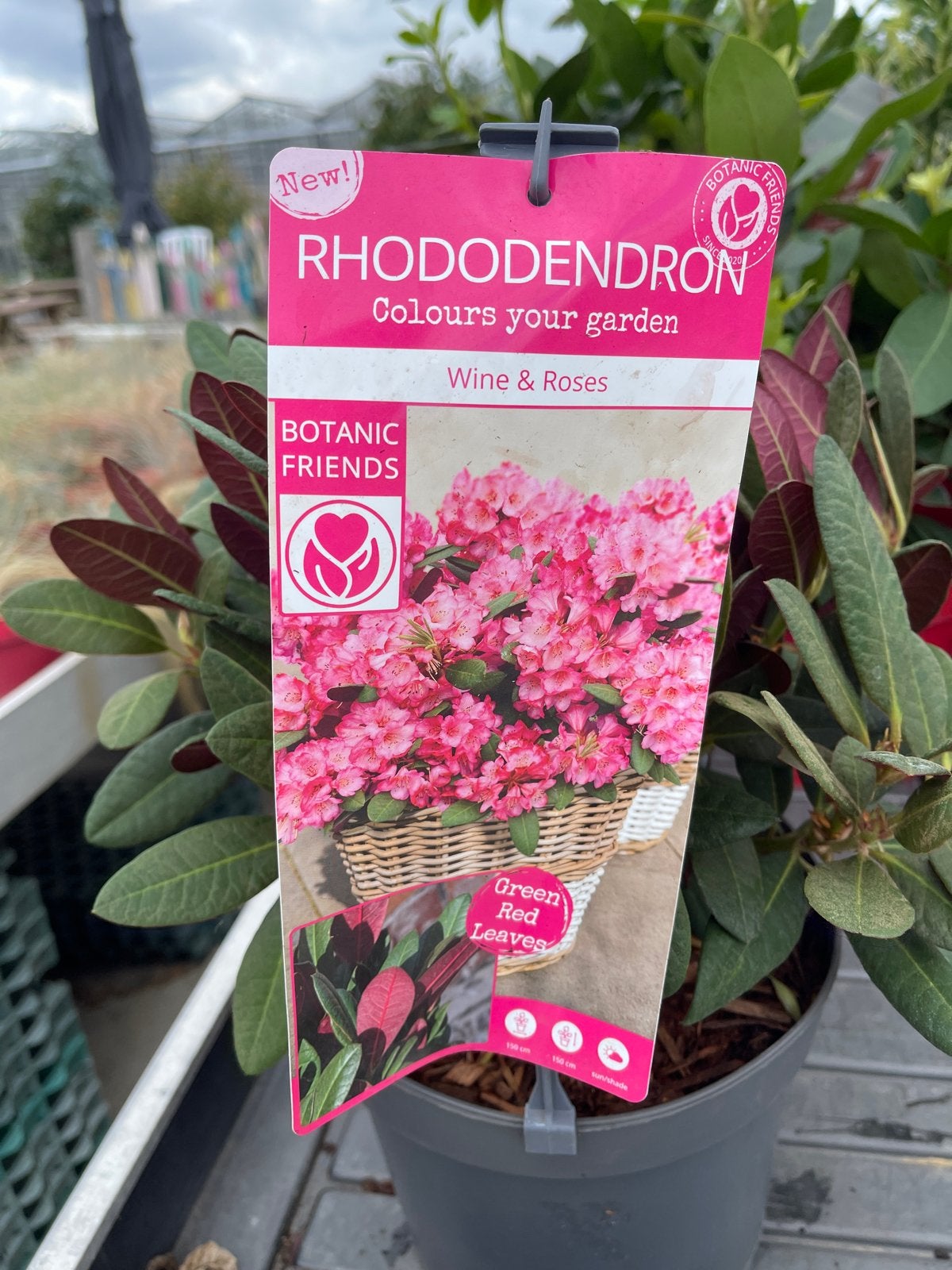 Rhododendron 'Wine & Roses' - Prachtige Roze Bloemen, Vaste plant, Halfschaduw, Lente, Ophalen