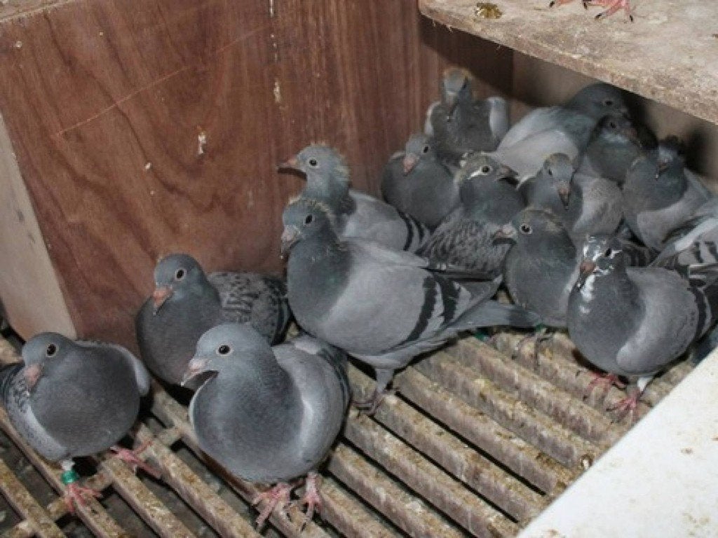 Postduiven aangeboden, Meerdere dieren, Eend